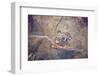 Italy, Naples, Naples Museum, from Pompeii, House of the Sailor (VII 15, 2), Niobids-Samuel Magal-Framed Photographic Print