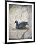 Italy, Naples, Naples Museum, from the Villa of Arianna in Stabiae, Crouching bird-Samuel Magal-Framed Photographic Print