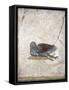 Italy, Naples, Naples National Archeological Museum, Stabiae, Villa of Arianna (15), Birds-Samuel Magal-Framed Stretched Canvas