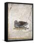 Italy, Naples, Naples National Archeological Museum, Stabiae, Villa of Arianna (15), Birds-Samuel Magal-Framed Stretched Canvas