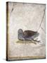 Italy, Naples, Naples National Archeological Museum, Stabiae, Villa of Arianna (15), Birds-Samuel Magal-Stretched Canvas