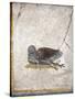 Italy, Naples, Naples National Archeological Museum, Stabiae, Villa of Arianna (15), Birds-Samuel Magal-Stretched Canvas