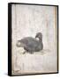 Italy, Naples, Naples National Archeological Museum, Stabiae, Villa of Arianna (15), Birds-Samuel Magal-Framed Stretched Canvas