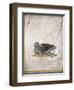 Italy, Naples, Naples National Archeological Museum, Stabiae, Villa of Arianna (15), Birds-Samuel Magal-Framed Photographic Print