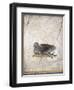 Italy, Naples, Naples National Archeological Museum, Stabiae, Villa of Arianna (15), Birds-Samuel Magal-Framed Photographic Print