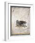 Italy, Naples, Naples National Archeological Museum, Stabiae, Villa of Arianna (15), Birds-Samuel Magal-Framed Photographic Print