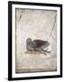 Italy, Naples, Naples National Archeological Museum, Stabiae, Villa of Arianna (15), Birds-Samuel Magal-Framed Photographic Print