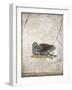 Italy, Naples, Naples National Archeological Museum, Stabiae, Villa of Arianna (15), Birds-Samuel Magal-Framed Photographic Print