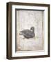 Italy, Naples, Naples National Archeological Museum, Stabiae, Villa of Arianna (15), Birds-Samuel Magal-Framed Photographic Print