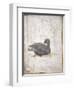 Italy, Naples, Naples National Archeological Museum, Stabiae, Villa of Arianna (15), Birds-Samuel Magal-Framed Photographic Print