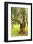 Italy, old Mediterranean olive trees. The botanical name Olea europaea, meaning 'European olive'-Emily Wilson-Framed Photographic Print