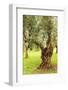 Italy, old Mediterranean olive trees. The botanical name Olea europaea, meaning 'European olive'-Emily Wilson-Framed Photographic Print