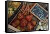 Italy, Piedmont, Alba, ripe tomatoes in an outdoor market-Alan Klehr-Framed Stretched Canvas