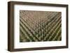 Italy, poplar trees plantation for paper pulp production-Michele Molinari-Framed Photographic Print