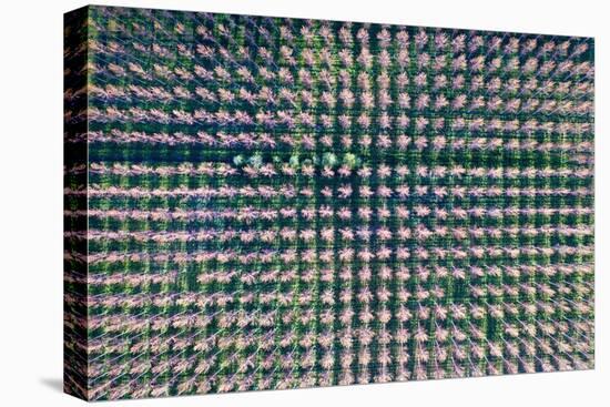 Italy, poplar trees plantation for paper pulp production-Michele Molinari-Stretched Canvas