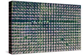 Italy, poplar trees plantation for paper pulp production-Michele Molinari-Stretched Canvas
