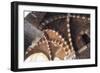 Italy, Puglia, Brindisi, Ribbed Groin Vault, Detail of Porch of De Cateniano-null-Framed Giclee Print