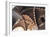 Italy, Puglia, Brindisi, Ribbed Groin Vault, Detail of Porch of De Cateniano-null-Framed Giclee Print