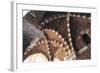 Italy, Puglia, Brindisi, Ribbed Groin Vault, Detail of Porch of De Cateniano-null-Framed Giclee Print