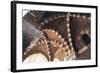 Italy, Puglia, Brindisi, Ribbed Groin Vault, Detail of Porch of De Cateniano-null-Framed Giclee Print