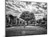 Italy, Puglia, Tivoli. Tree in the Villa Adriana-Terry Eggers-Mounted Photographic Print