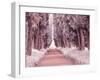 Italy, Puglia, Tivoli. Tree lined road, Villa Adriana-Terry Eggers-Framed Photographic Print