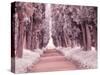 Italy, Puglia, Tivoli. Tree lined road, Villa Adriana-Terry Eggers-Stretched Canvas