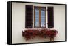 Italy, Radda in Chianti. Flower boxes with red geraniums below a window with shutters.-Julie Eggers-Framed Stretched Canvas