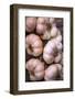 Italy, Radda in Chianti, Garlic String-Hollice Looney-Framed Photographic Print