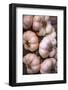 Italy, Radda in Chianti, Garlic String-Hollice Looney-Framed Photographic Print