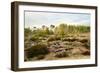 Italy, Riserva Naturale di Massaciuccoli San Rossore, protected coastal forest in Tuscany.-Michele Molinari-Framed Photographic Print