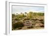 Italy, Riserva Naturale di Massaciuccoli San Rossore, protected coastal forest in Tuscany.-Michele Molinari-Framed Photographic Print