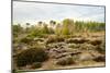 Italy, Riserva Naturale di Massaciuccoli San Rossore, protected coastal forest in Tuscany.-Michele Molinari-Mounted Photographic Print