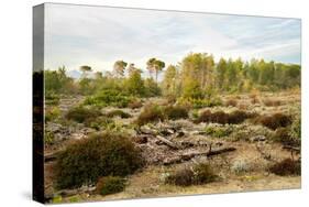 Italy, Riserva Naturale di Massaciuccoli San Rossore, protected coastal forest in Tuscany.-Michele Molinari-Stretched Canvas