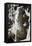 Italy. Rome. Fontana Di Trevi. 18th Century. Sea Horse-null-Framed Stretched Canvas