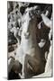 Italy. Rome. Fontana Di Trevi. 18th Century. Sea Horse-null-Mounted Giclee Print