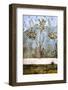 Italy, Rome House of Livia Roman Garden Painting-null-Framed Photographic Print