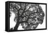 Italy, Rome, maritime pine seen from below.-Michele Molinari-Framed Stretched Canvas