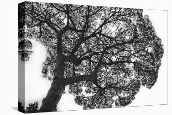 Italy, Rome, maritime pine seen from below.-Michele Molinari-Stretched Canvas