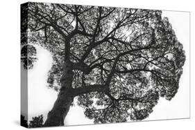 Italy, Rome, maritime pine seen from below.-Michele Molinari-Stretched Canvas