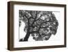 Italy, Rome, maritime pine seen from below.-Michele Molinari-Framed Photographic Print