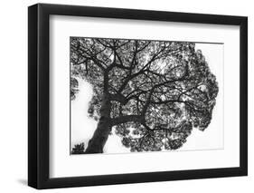 Italy, Rome, maritime pine seen from below.-Michele Molinari-Framed Photographic Print