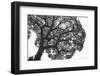 Italy, Rome, maritime pine seen from below.-Michele Molinari-Framed Photographic Print