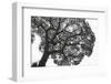 Italy, Rome, maritime pine seen from below.-Michele Molinari-Framed Photographic Print