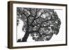 Italy, Rome, maritime pine seen from below.-Michele Molinari-Framed Photographic Print