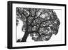 Italy, Rome, maritime pine seen from below.-Michele Molinari-Framed Photographic Print