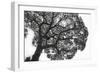 Italy, Rome, maritime pine seen from below.-Michele Molinari-Framed Photographic Print