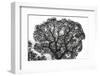 Italy, Rome, maritime pine seen from below.-Michele Molinari-Framed Photographic Print