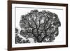 Italy, Rome, maritime pine seen from below.-Michele Molinari-Framed Photographic Print