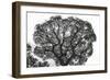 Italy, Rome, maritime pine seen from below.-Michele Molinari-Framed Photographic Print